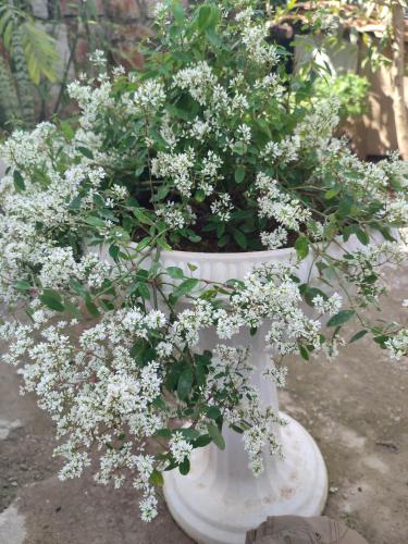 a white vase filled with white flowers at Tiên Hoa Sơn Villa in Da Lat