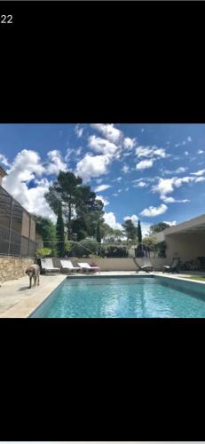 une photo d'une piscine avec un chien debout à côté de celle-ci dans l'établissement Bastide provençale 6-8 personnes, à Pourrières