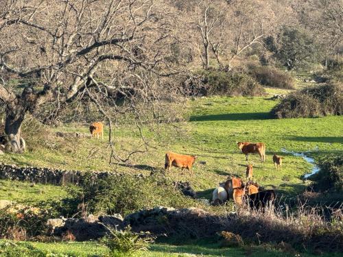 a group of cows grazing in a field at La Casona De Jaraiz in Jaraiz de la Vera
