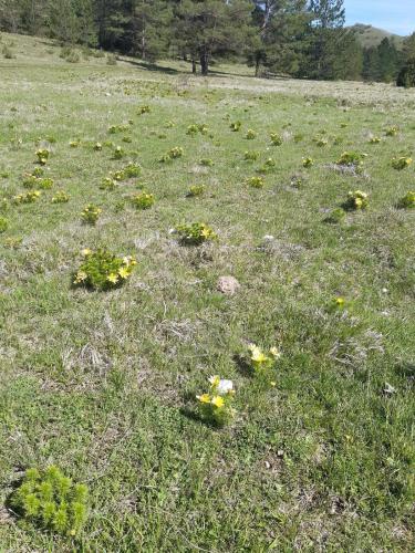 a field full of yellow flowers in the grass at IL GIRASOLE in Castelvecchio Calvisio