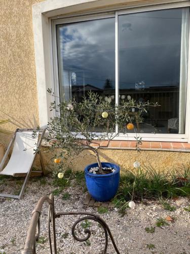 une plante dans un pot bleu devant une fenêtre dans l'établissement Chambre privée en Provence, à Villeneuve-lès-Avignon