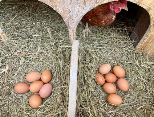 a group of eggs in hay next to a chicken at Bolara 60: the Guesthouse in Grožnjan