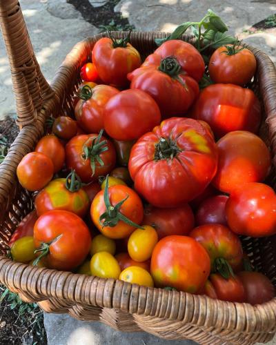 a basket full of tomatoes and other fruits and vegetables at Bolara 60: the Guesthouse in Grožnjan