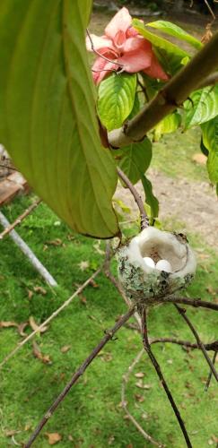a branch of a tree with a bird nest on it at FAZENDA BOSQUE DAs PALMEIRAS in Itamaracá
