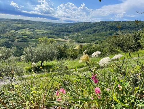 a view of a field of flowers on a hill at Bolara 60: the Guesthouse in Grožnjan