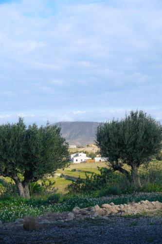 three trees in a field with a house in the background at Hotel Finca Olivar in Benissa
