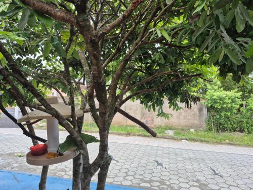 a tree with a white stand next to a street at Pousada Cantinho da Tia Sandra in São Francisco do Sul