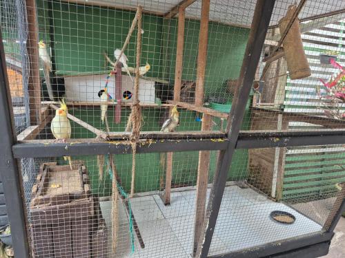 a group of birds in a cage at Pousada Cantinho da Tia Sandra in São Francisco do Sul