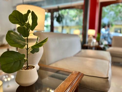 a plant sitting on a table next to a lamp at Alpino Hotel in Buenos Aires