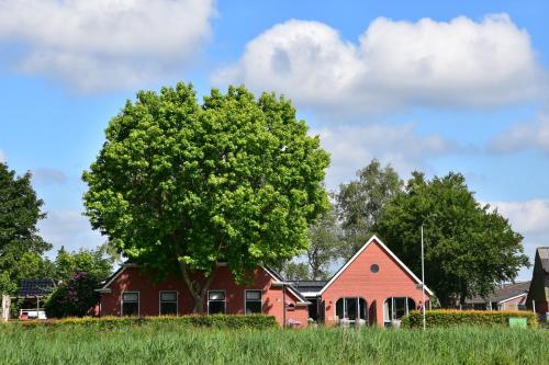 a tree in front of a red house at Doezumertocht in Doezum