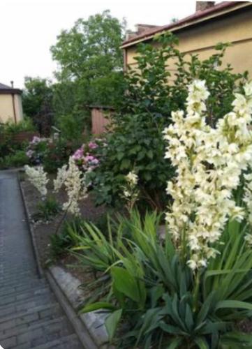 a garden with white flowers next to a house at Retro House ogród prywatny parking x 2 i stacja ładowania parter in Przemyśl