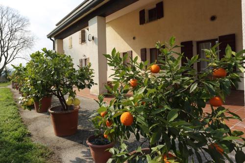 Jardin de l'établissement Albergo Volpara