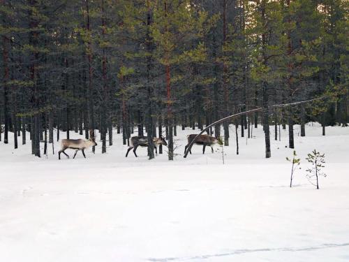 a group of deer walking through a snow covered forest at Lapelland Village - Borealis Village with a Nature View, Fireplace, Sauna, Kitchen in Äkäslompolo