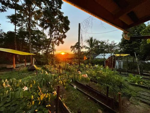 a garden at sunset with the sun setting in the background at Sconfra creek in Bluefields