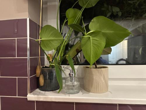three plants sitting on a shelf in a bathroom at Cozy Four-Bedroom Home with Hot Tub, Garden, CONTRACTORS WELCOME - Close to Shops, Restaurants, Hospital and Park in Peterborough