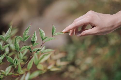 a hand reaches out to touch a plant at Better than good in Jeju
