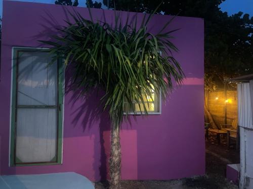 a purple house with a palm tree in front of it at La Casita Azul in San Felipe