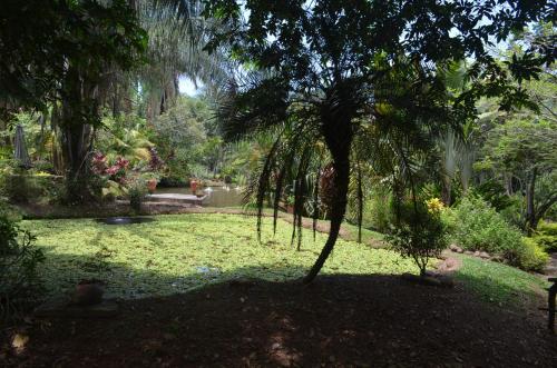a garden with a palm tree in the grass at Amanwana Ecofinca in Melgar