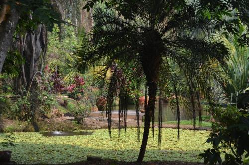 a group of palm trees in a park at Amanwana Ecofinca in Melgar