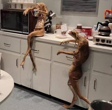 deux chiens debout sur les pattes arrière dans une cuisine dans l'établissement Chalet bleu, à Tremblay-en-France