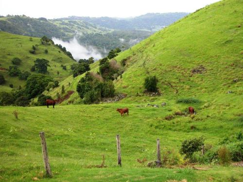 a group of cows grazing in a grassy field at Top Of The Hill in Maleny
