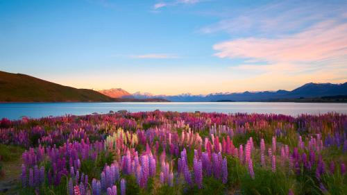 a field of purple flowers next to a body of water at Private Room Near the Lake - Ohau in Lake Tekapo