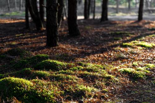 Fotografie z fotogalerie ubytování Nemunas Glamping v destinaci Kriemala