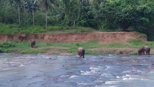 a group of elephants walking across a river at King Elephant, Homestay Pinnawala in Rambukkana