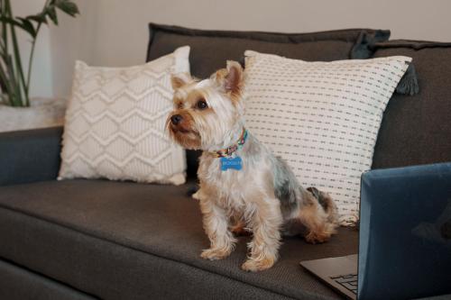 a dog sitting on a couch next to a laptop at abba Suites Playa del Carmen in Playa del Carmen