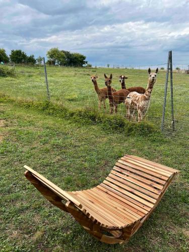 a group of giraffes are standing in a field at Bauernhof Glamping mit Alpakas und Ziegen in Thalmässing