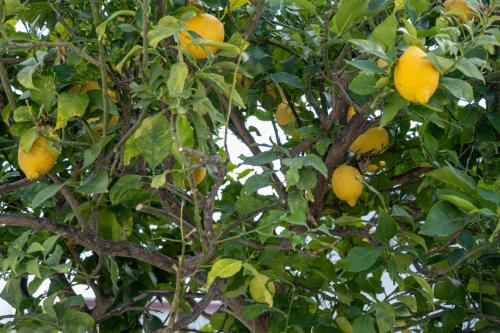 Gambar di galeri bagi Alvor Lemon House di Alvor