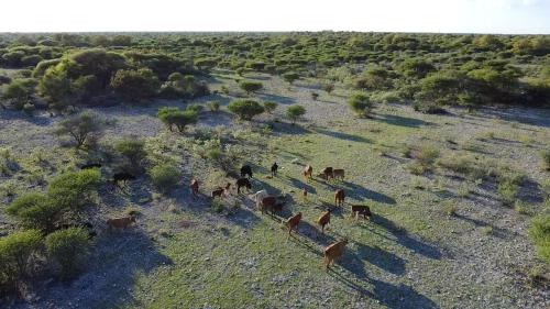 an aerial view of a group of horses in a field at Ghanzi Farmhouse in Ghanzi