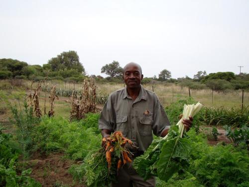 a man standing in a field holding a bunch of vegetables at Ghanzi Farmhouse in Ghanzi