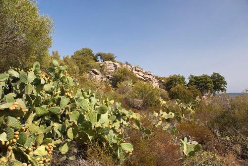 a hillside with cacti and other plants and trees at Casa Marina Maria in Murta Maria