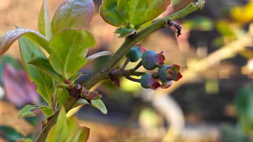 a branch of a tree with blue berries on it at Orange Valley Farm Resort in Munnar