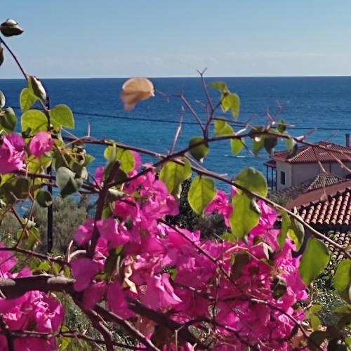 a tree with pink flowers in front of the ocean at iliolithos rooms in Kardamili