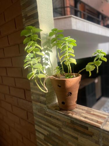 two potted plants sitting on a brick wall at Apraiana Pousada e Hostel in Recife