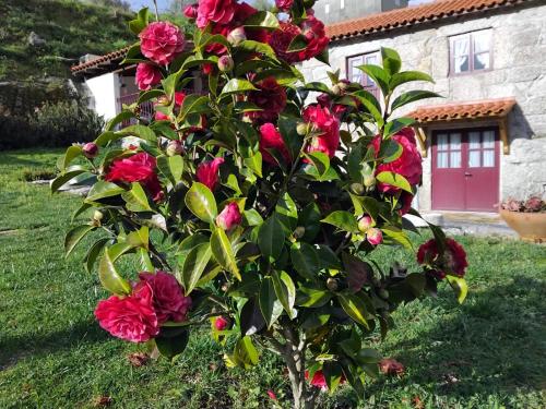 a tree with red roses in front of a house at Quinta das Netas in Cabeceiras de Basto