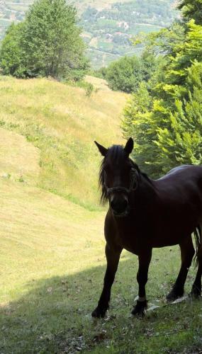 a black horse standing in the grass on a hill at Guest house in Kukës