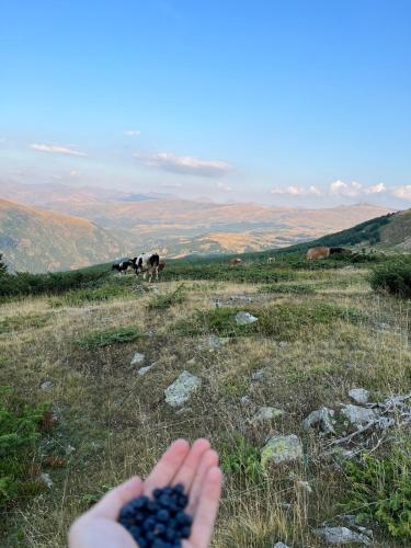 a person holding a bunch of blueberries in a field with a cow at Guest house in Kukës