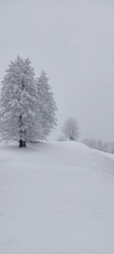 a snow covered field with a tree on a hill at Guest house in Kukës