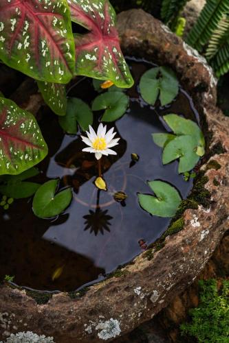 a white flower in a pond with leaves at Casa Raisol Barichara in Barichara