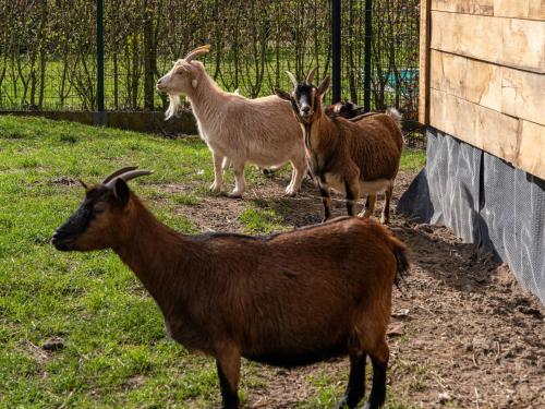 a group of goats standing next to a fence at De Kievelder in Grote-Brogel