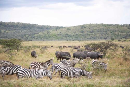 Gallery image of Faru House - Lake Nakuru National Park in Nakuru