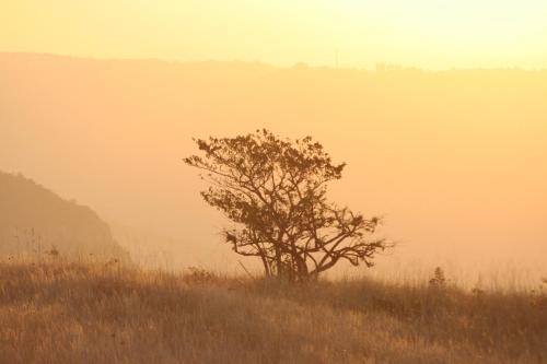 a tree in the middle of a field at AmmaZulu African Palace in Kloof