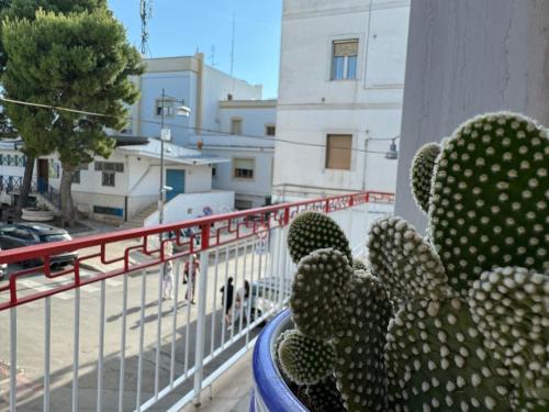 Φωτογραφία από το άλμπουμ του Peschici a Due Passi σε Peschici