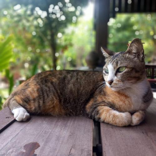 a cat laying on top of a wooden table at Villa Romduol in Kampot