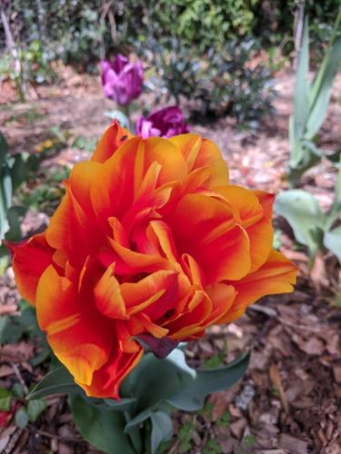a close up of a orange flower in a garden at Cherrywood-luxe retreat in the Southern Highlands in Exeter