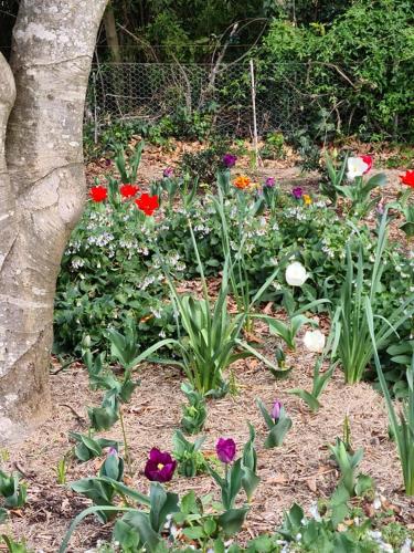 a garden filled with colorful flowers next to a tree at Cherrywood-luxe retreat in the Southern Highlands in Exeter