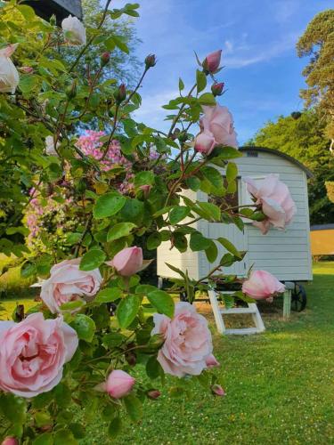 a bush of pink roses in front of a shed at Blackstairs Shepherds Huts in Killedmond